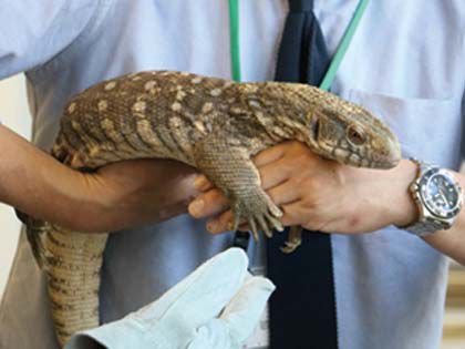 ペット総合科 ペットアドバイザーコース 小動物について学ぼう!! のイメージ