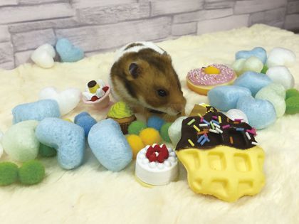 ペット総合科&動物看護科 ペットのおしごとを知ろう! のイメージ