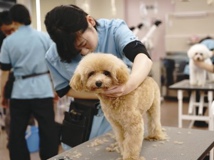 ペット総合科 トリマーコース ワンちゃんの美容体験 のイメージ