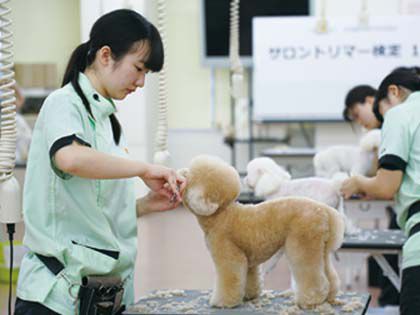 ペット総合科 トリマーコース ワンちゃんの美容体験 のイメージ