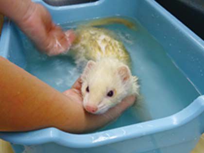 ペット総合科&動物看護科 小動物のシャンプー! のイメージ