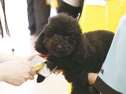 ペット総合科 トリマーコース ワンちゃんの美容体験 のイメージ