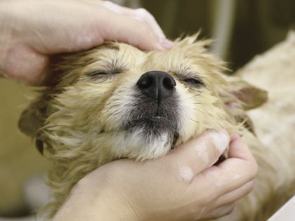 ペット総合科 トリマーコース ワンちゃんの美容体験 のイメージ