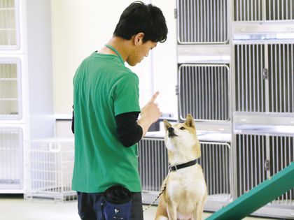 ペット総合科 ドッグトレーナーコース ドッグショー講座 のイメージ