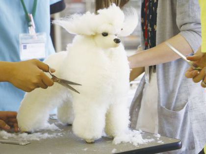 ペット総合科 ドッグマネキンのカット実習体験 のイメージ
