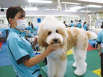 2025・2026年度入学生対象【来校型】ペット総合科 トリマーコース ワンちゃんの美容体験 のイメージ