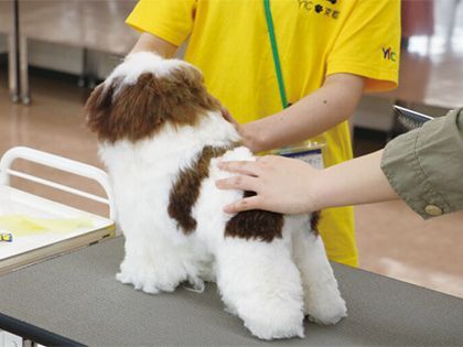 【来校型】ペット総合科 トリマーコース ドッグマネキンのカット実習体験 のイメージ