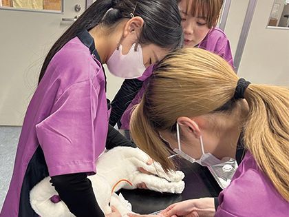 【来校型】動物看護科 動物看護師のお仕事～血液検査をやってみよう！～ のイメージ