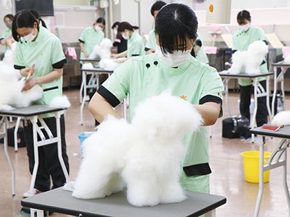 【来校型】ペット総合科 ドッグマネキンのカット実習体験 のイメージ