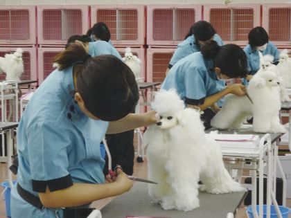 ペット総合科 ドッグマネキンのカット実習体験 のイメージ
