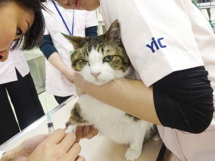 動物看護科 動物看護師のおしごと! ~血液検査をやってみよう!~ のイメージ