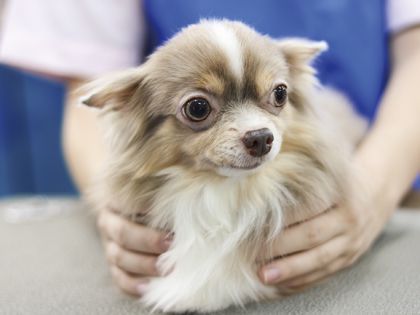 動物看護科 動物看護師のおしごと! ~いろんな動物の保定をしてみよう~ のイメージ