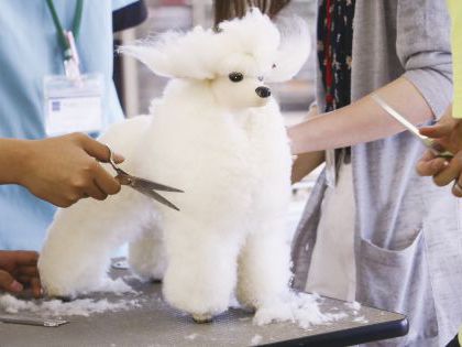 ペット総合科 トリマーコース ドッグマネキンのカット実習体験 のイメージ