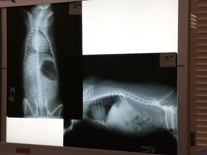 動物看護科 動物看護師のお仕事~レントゲンのみかた~ のイメージ