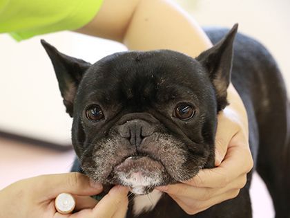 ペット総合科&動物看護科 犬体チェック&ベーシックケア のイメージ