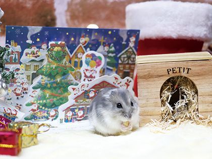 【来校型】ペット総合科＆動物看護科 とっても楽しい！クリスマススペシャルブース体験 のイメージ