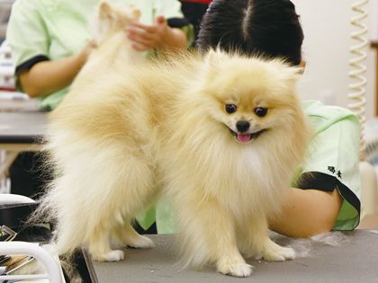 ペット総合科 トリマーコース ワンちゃんの美容体験 のイメージ