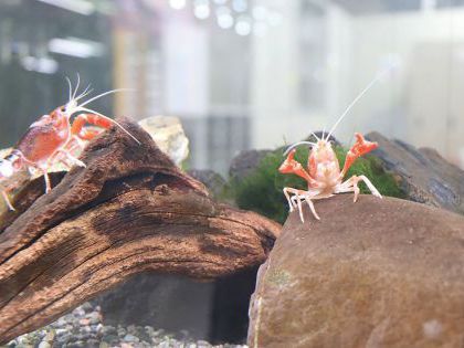 ペット総合科 水生生物を学ぼう!!【細川先生】 のイメージ