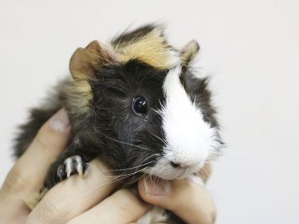 ペットアドバイザーコース+動物看護科 いろんな動物の保定をしてみよう のイメージ