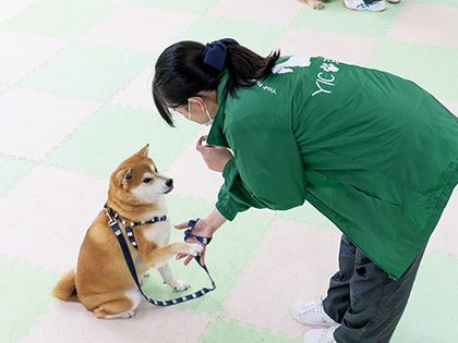 2025・2026年度入学生対象【来校型】ペット総合科 ドッグトレーナーコース ワンちゃんのしつけ体験 のイメージ