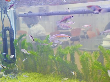【来校型】ペット総合科 ペットアドバイザーコース アクアリウムをつくってみよう！ のイメージ