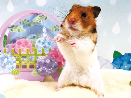 【来校型】動物看護科 ハムハム博士になろう！ のイメージ