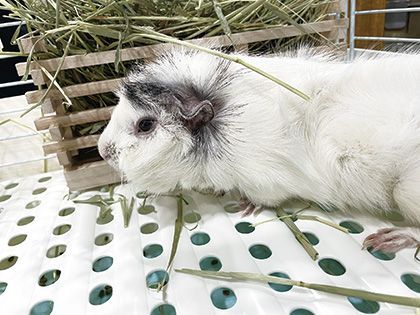 【来校型】ペット総合科 ペットアドバイザーコース エキゾのきもち！（小動物の行動学） のイメージ