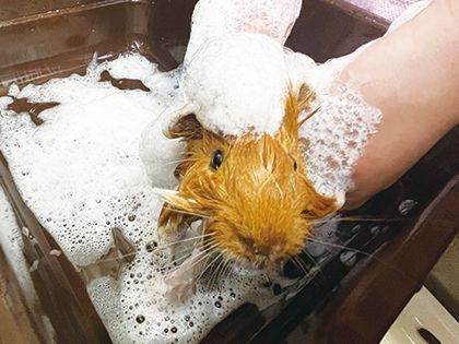 【来校型】ペット総合科 ペットアドバイザーコース シャンプー体験エキゾチックアニマル編 のイメージ