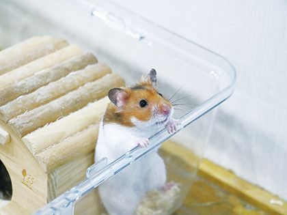 【来校型】ペット総合科 エキゾのきもち! のイメージ