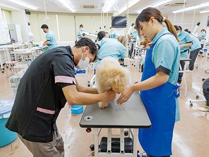 【来校型】ペット総合科 トリマーコース 実況解説付き 在校生によるカットを見てみよう！ のイメージ