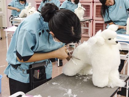 ペット総合科 トリマーコース ドッグマネキンのカット実習体験 のイメージ