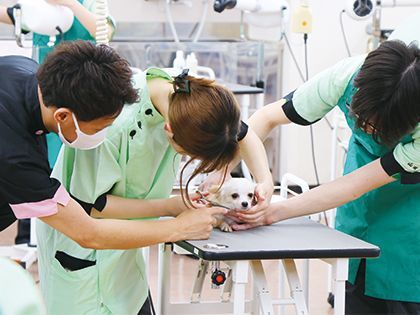 【来校型】ペット総合科 トリマーコース 実況解説付きプロトリマーのカットを見てみよう！ のイメージ