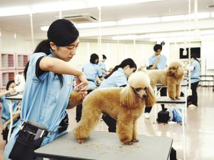 ペット総合科 トリマーコース ワンちゃんの美容体験 のイメージ