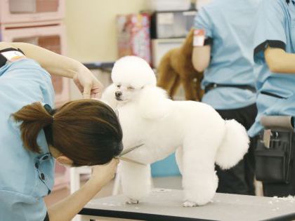ペット総合科 トリマーコース ワンちゃんの美容体験 のイメージ