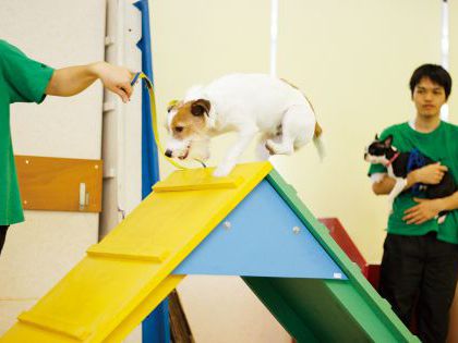 【来校型】ペット総合科 ドッグトレーナーコース ワンちゃんとドッグスポーツをしよう のイメージ