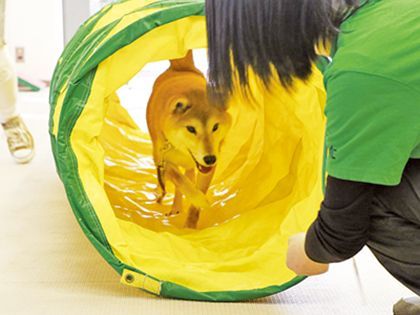 【来校型】ペット総合科 ドッグトレーナーコース ワンちゃんとドッグスポーツをしよう！ のイメージ