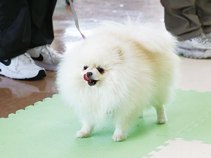 【来校型】ペット総合科 ドッグトレーナーコース しつけ体験 のイメージ