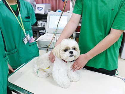 【来校型】動物看護科 動物看護師のお仕事～バイタルサインチェック～ のイメージ
