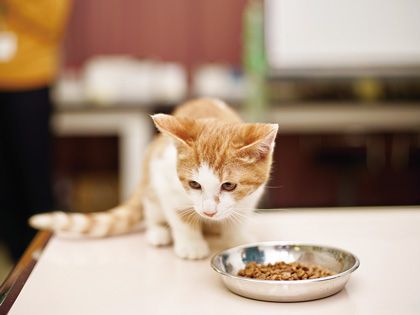 【来校型】動物看護科 保護動物の現状～私たちができる保護活動って？～ のイメージ