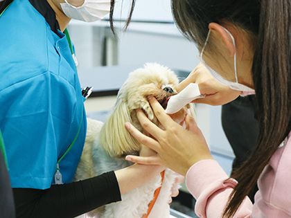 【来校型】スペシャル合同メニュー！ペット総合科＆動物看護科 ペットのお仕事を知ろう！ のイメージ