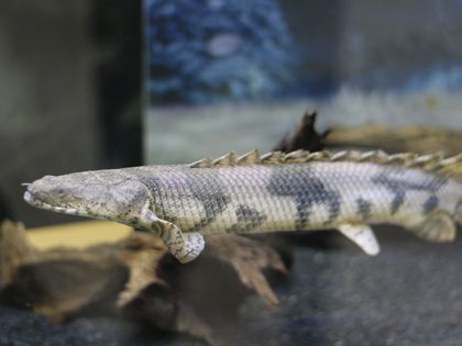 ペット総合科 ペットアドバイザーコース 水生生物を学ぼう!!【細川先生】 のイメージ