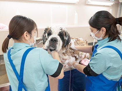 【来校型】動物看護科 動物看護師のお仕事～シャンプー編～ のイメージ