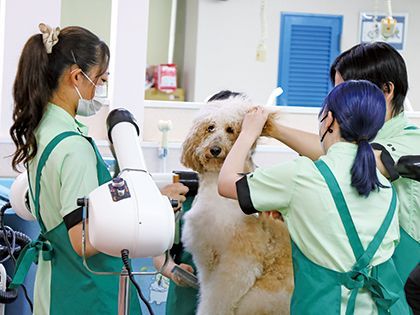 【来校型】ペット総合科 トリマーコース ワンちゃんの美容体験 のイメージ