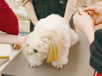 【来校型】ペット総合科 トリマーコース ワンちゃんの美容体験 のイメージ