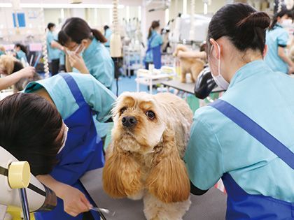 【来校型】ペット総合科 トリマーコース ワンちゃんの美容体験 のイメージ