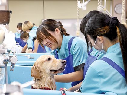 【来校型】ペット総合科 美容体験 のイメージ
