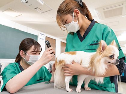 【来校型】動物看護科 動物看護師のお仕事～色んな動物の保定をしてみよう～ のイメージ