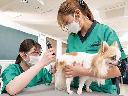 【来校型】動物看護科 動物看護師のお仕事～色んな動物の保定をしてみよう！～ のイメージ