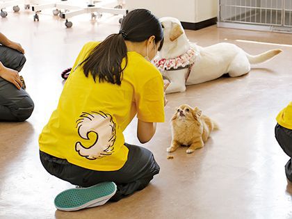 【来校型】ペット総合科 ドッグトレーナーコース ワンちゃんのしつけ体験 のイメージ