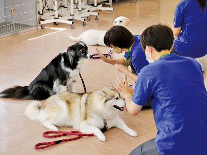 【来校型】ペット総合科 ドッグトレーナーコース&動物看護科 しつけ体験 のイメージ